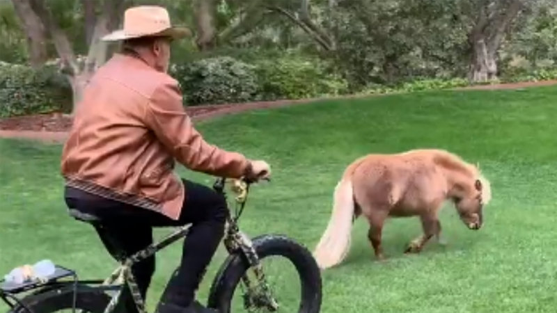 Meet Arnold Schwarzenegger And His Beloved Mini Horse